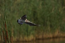 Mouette rieuse juvénile