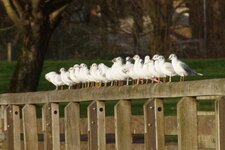 Brochette de Mouettes rieuses