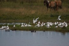 Mouettes rieuses & Foulques macroule