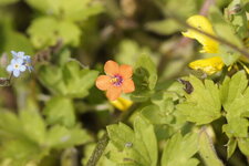 Mouron rouge ou Mouron des champs - Anagallis arvensis