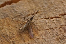 Moustique sp.