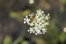 Myathropa florea