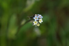 Myosotis versicolor