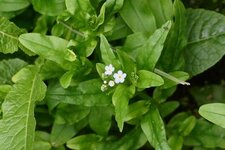 Myosotis des marais - sous réserve