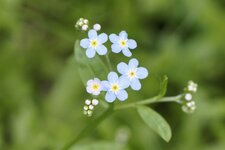 Myosotis sp 