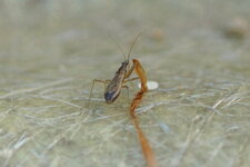 Nabis sp.
