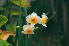 Narcisse du jardin