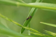 Nematus sp. - sous réserve