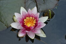 Nénuphar