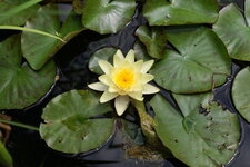 Nénuphar