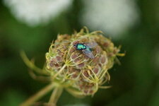 Neomyia cornicina - sous réserve