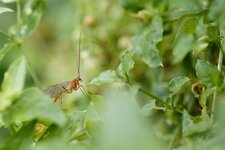 Netelia testacea - sous réserve