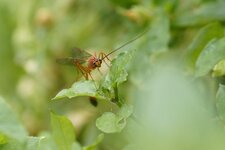 Netelia testacea - sous réserve