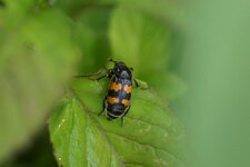 Nicrophorus interruptus