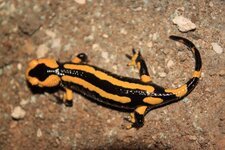 Salamandre Tachetée