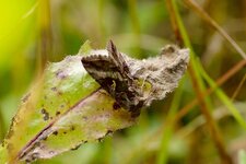 Autographa gamma