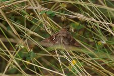 Autographa gamma