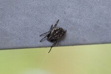 Nuctunea umbratica