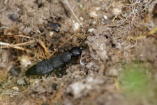 Ocypus olens