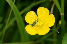 Oedemera virescens - sous réserve