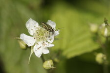 Oedemère sp. 