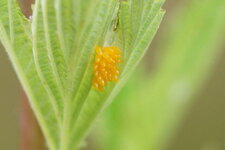 Oeufs de Coccinelle