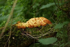 Omelette aux champignons roussie