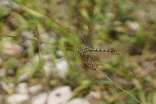 Onychogomphe à pinces - Onychogomphus forcipatus