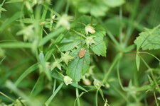 Opilion sp.