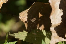 Opilion sp.