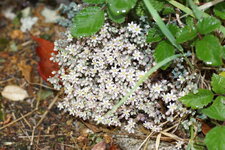 Orpin sp.