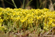 Orpin sp.