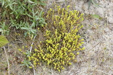 Orpin sp.