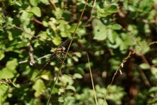 Orthetrum albistyllum