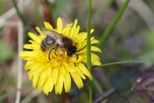 Colletes sp. - sous réserve