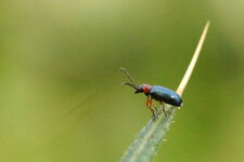 Oulema melanopus