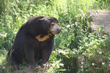 Ours malais