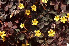 Oxalis jaune...