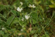 Oxalis des bois