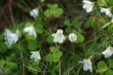Oxalis des bois