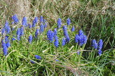 Muscari botryoïde