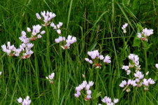 Ail rose