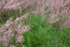 Les plantes du marais littoral : fenouil et tamaris