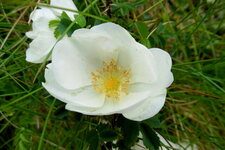 Rose pimprenelle