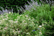 Le jardin en mai (1)