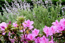 Le jardin en mai (2)