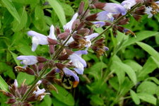Bourdon butinant une fleur de sauge