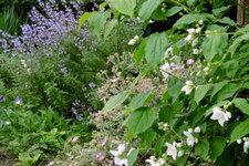 Le jardin en mai (3)