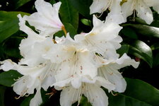 Rhododendron