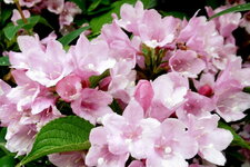Weigelia rose